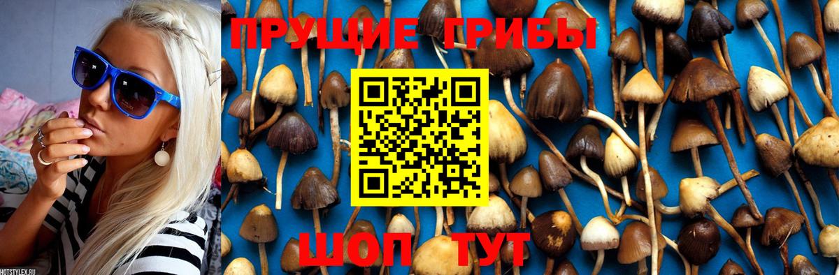 Псилоцибиновые грибы прущие грибы  Галлюциногенные грибы Psilocybine cubensis  Ишимбай  Вход с VPN 